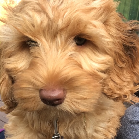 Meet your Posher, Dawn - Picture 1 of 1